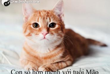 Khám Phá Bí Mật: Sinh Năm 1963 Hợp Số Mấy? Cách Chọn Sim Phong Thủy Tăng May Mắn