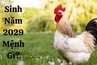 Sinh năm 2029 mệnh gì? Phân tích đầy đủ về tử vi phong thủy