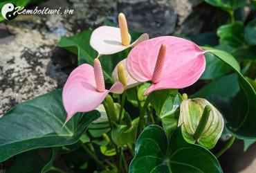 Cây Hồng Môn: Bí Mật Phong Thủy Thu Hút Tài Lộc, Vượng Khí