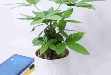 Ý Nghĩa Cây Kim Ngân Trong Phong Thủy – Tài Lộc, Thịnh Vượng Và Hạnh Phúc