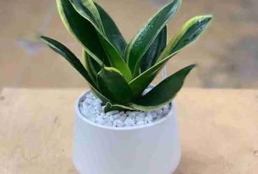 Ý Nghĩa Cây Lưỡi Hổ Trong Phong Thủy – Biểu Tượng May Mắn, Tài Lộc Và Bảo Vệ