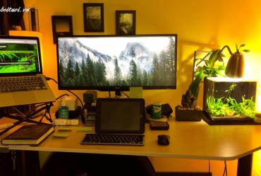 Cây Phong Thủy Để Bàn Làm Việc - Chìa Khóa Khai Mở Vận Khí Thịnh Vượng