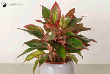 Tiết Lộ Bí Mật Cây Phú Quý: Đặt Đúng Vị Trí Này Tài Lộc Tự Tìm Đến