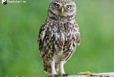 Cú Mèo Phong Thủy: Ý Nghĩa Và Cách Đặt Đúng