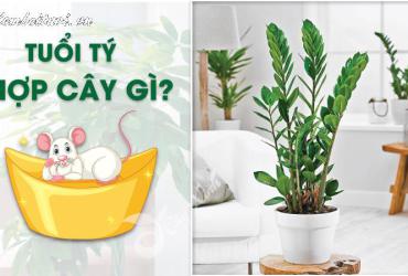 Bí Quyết Chọn Cây Phong Thuỷ Hợp Tuổi Tý: Hút Lộc, Đón May Mắn Tự Nhiên