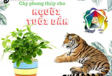 Bí Quyết Chọn Cây Phong Thuỷ Hợp Tuổi Dần: Kích Hoạt Sức Mạnh Và May Mắn