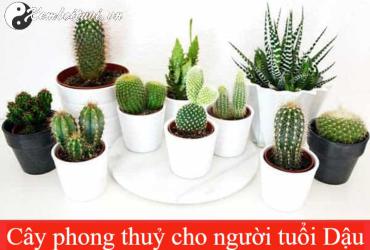 Cách Chọn Cây Phong Thuỷ Hợp Tuổi Dậu: Tăng Tài Lộc, Thu Hút May Mắn