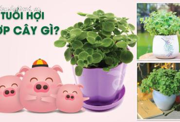 Cách Chọn Cây Phong Thuỷ Hợp Tuổi Hợi: Đón Tài Lộc Và Bình Yên
