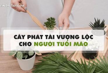 Bí Quyết Chọn Cây Phong Thuỷ Hợp Tuổi Mão: Đón Tài Lộc, Tăng Bình An
