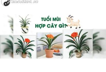 Cây Phong Thuỷ Hợp Tuổi Mùi: Thu Hút May Mắn, Cân Bằng Cuộc Sống