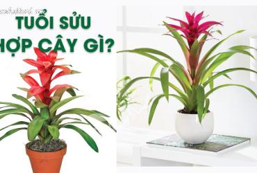 Bí Quyết Chọn Cây Phong Thuỷ Hợp Tuổi Sửu: Tăng Vượng Khí, Thu Hút Tài Lộc