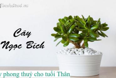 Bí Quyết Chọn Cây Phong Thuỷ Hợp Tuổi Thân: Kích Hoạt May Mắn, Hút Lộc