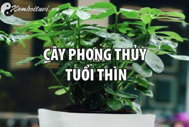 Cách Chọn Cây Phong Thuỷ Hợp Tuổi Thìn: Thu Hút Lộc Tài Và Vượng Khí
