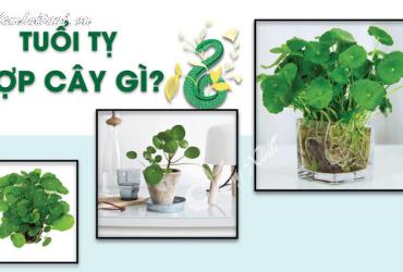 Bí Quyết Chọn Cây Phong Thuỷ Hợp Tuổi Tỵ: Mang Lại Tài Lộc Và Bình An