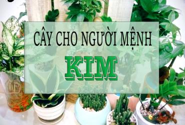 Mệnh Kim Hợp Với Loại Cây Cảnh Nào: Bí Quyết Chọn Cây Phong Thủy