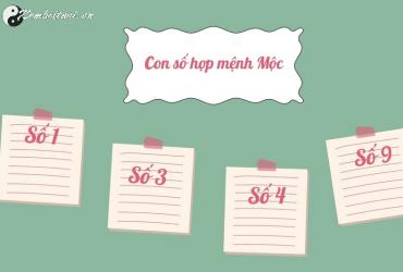 Mệnh Mộc Hợp Số Mấy: Khám Phá Con Số May Mắn Theo Phong Thủy