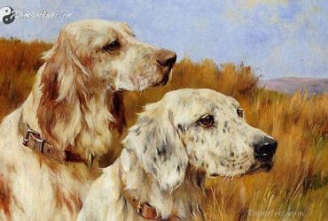 Bí Quyết Phong Thủy Giúp Người Tuổi Tuất Nâng Cao Vận Mệnh