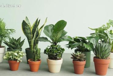 Cây Phong Thủy Cho 12 Con Giáp: Bí Quyết Thu Hút Tài Lộc Và Cân Bằng Vận Mệnh