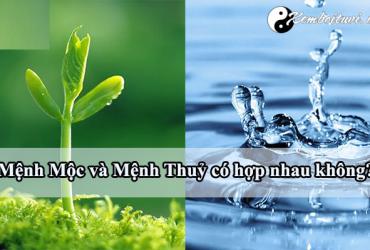 Thủy Sinh Mộc: Mối Quan Hệ Tương Sinh Và Ứng Dụng Trong Phong Thủy