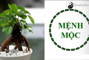 5 màu sắc phong thủy cho người mạng Mộc