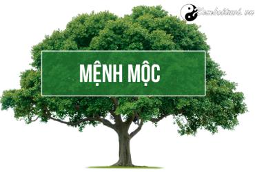 Người mệnh Mộc kỵ màu gì