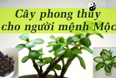 Tổng Hợp cây phong thủy cho người mệnh Mộc