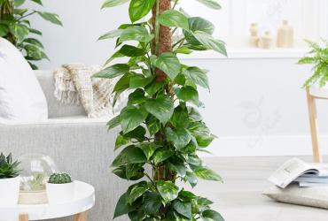 Cây dây leo theo phong thủy hút tài lộc