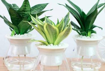 Cây lưỡi mèo hợp mệnh gì, hợp tuổi nào? Cây lưỡi mèo trong phong thủy có tác dụng gì?