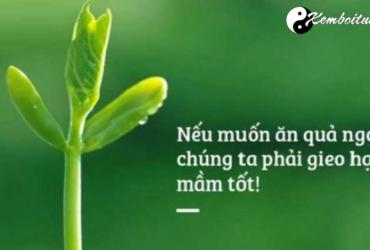 Luật nhân quả trong Thần số học gieo hạt