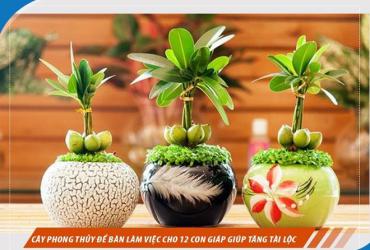 Cây Để Bàn Làm Việc Hợp Phong Thủy