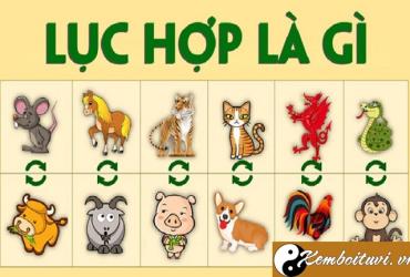 Lục hợp là gì