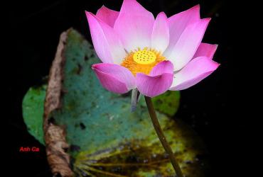 Số phận do tâm hay tướng quyết định?