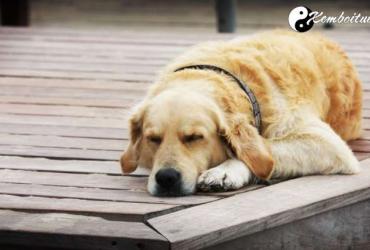 Bí mật đằng sau giấc mơ thấy chó là gì?