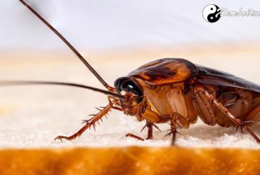 Bật Mí Ý Nghĩa Giấc Mơ Thấy Gián - Điềm Tốt Hay Xấu?