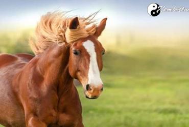 Bật Mí Ý Nghĩa Giấc Mơ Thấy Ngựa - Điềm Tốt Hay Xấu?