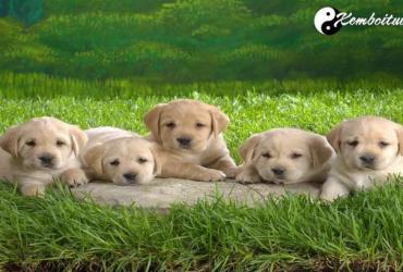 Giải mã điềm báo chó đẻ 1 con