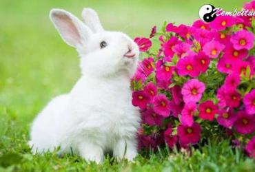 Bật Mí Ý Nghĩa Giấc Mơ Thấy Thỏ - Điềm Tốt Hay Xấu?
