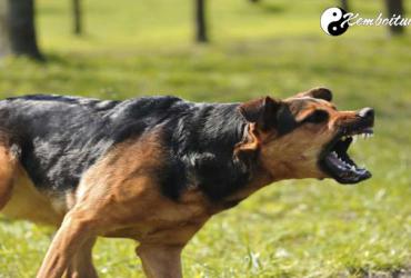 Bật Mí Ý Nghĩa Giấc Mơ Thấy Chó Cắn - Điềm Tốt Hay Xấu?