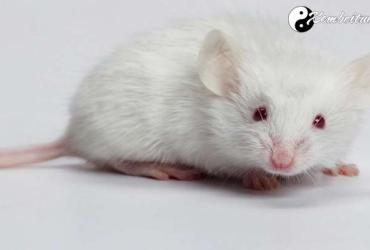 Giải mã ý nghĩa giấc mơ thấy chuột và con số may mắn tương ứng