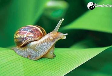 Bật Mí Ý Nghĩa Giấc Mơ Thấy Ốc - Điềm Tốt Hay Xấu?