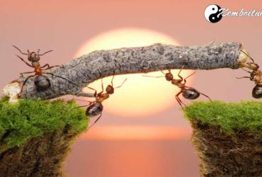 Bật Mí Ý Nghĩa Giấc Mơ Thấy Kiến - Điềm Tốt Hay Xấu?