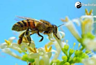 Bật Mí Ý Nghĩa Giấc Mơ Thấy Ong - Điềm Tốt Hay Xấu?
