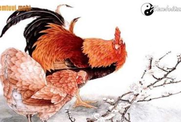 Tuổi Dậu hợp với tuổi nào, màu gì, nghề gì, hướng nào theo phong thủy