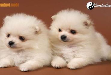 Tuổi Tuất hợp với tuổi nào, màu gì, nghề gì, hướng nào theo phong thủy