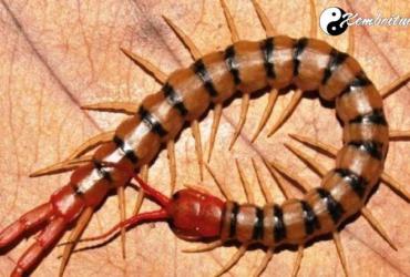 Bật Mí Ý Nghĩa Giấc Mơ Thấy Rết - Điềm Tốt Hay Xấu?