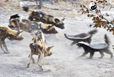 Nằm mơ thấy đánh nhau là điềm gì, liên quan con số nào?