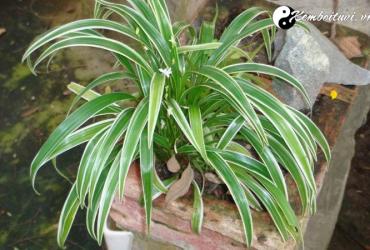 Bùa ngải, thư yếm cách hóa giải và phòng tránh