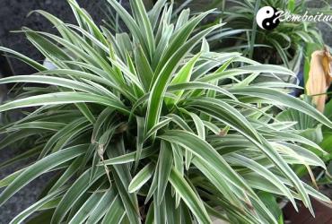 CÁCH LUYỆN VÀ CHĂM SÓC CÂY NGẢI