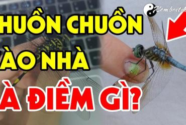 Chuồn Chuồn Bay Vào Nhà Báo hiệu điềm tốt hay xấu