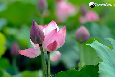 Bài thơ hay về hoa sen dâng Phật